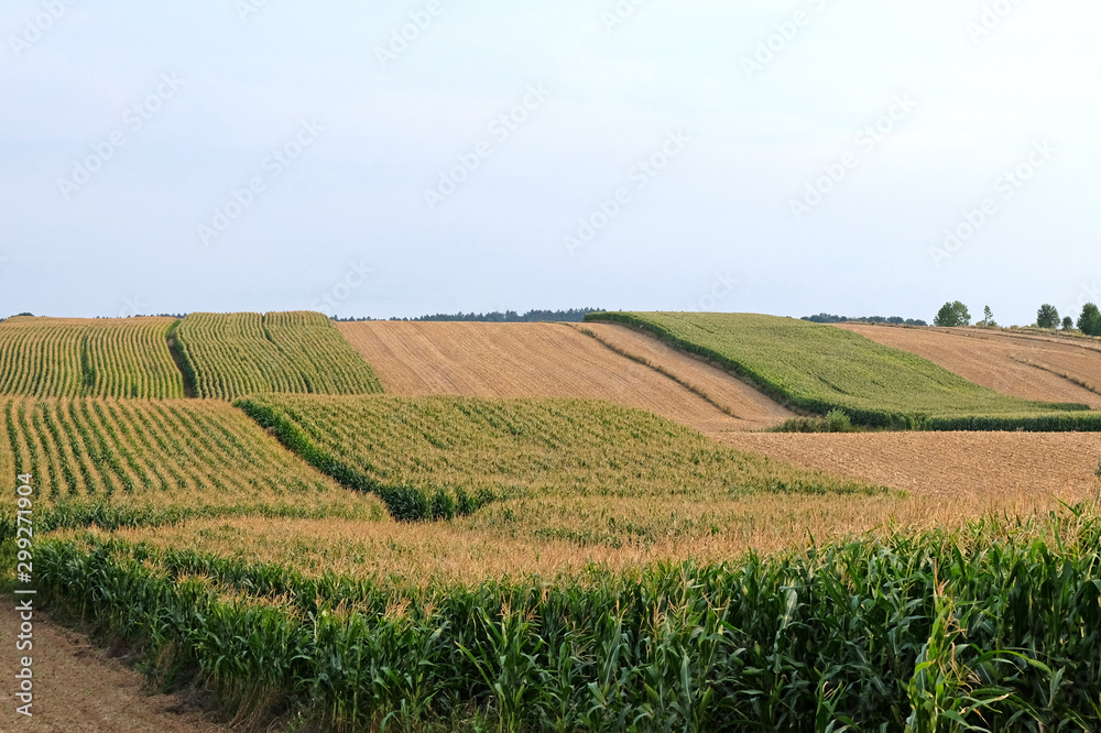 field of corn. Rows and Rows of fresh unpicked corn