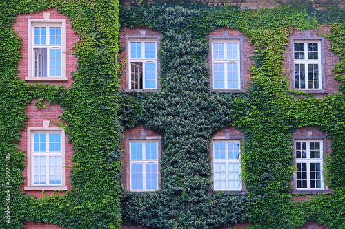 walls, windows, of a house overgrown with greenery © AnriKo