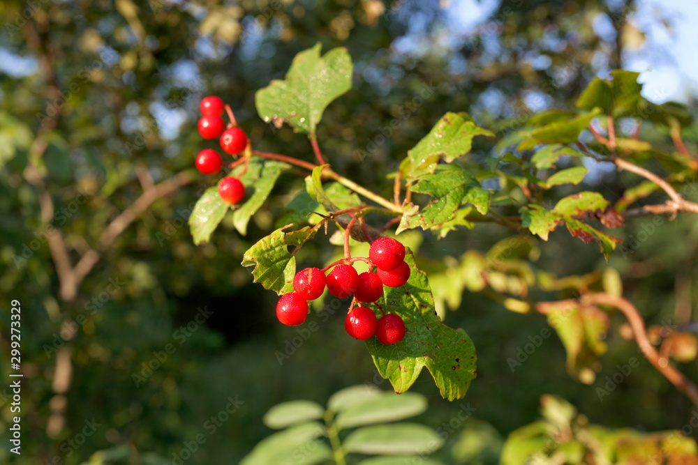 The fruit of Crataegus, commonly called hawthorn, quickthorn thornapple, May-tree,whitethorn, or hawberry,