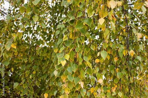 Slika na platnu autumn background of weeping birch branches with green leaves that began to turn