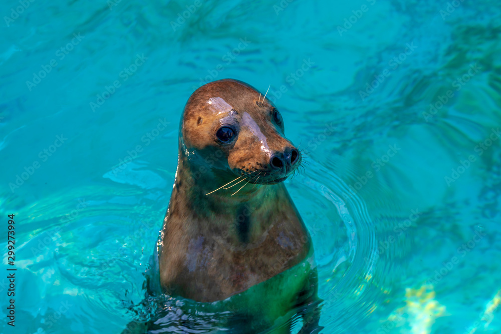 Fototapeta premium Cute playful seal swims and dives in the zoo pool. Image
