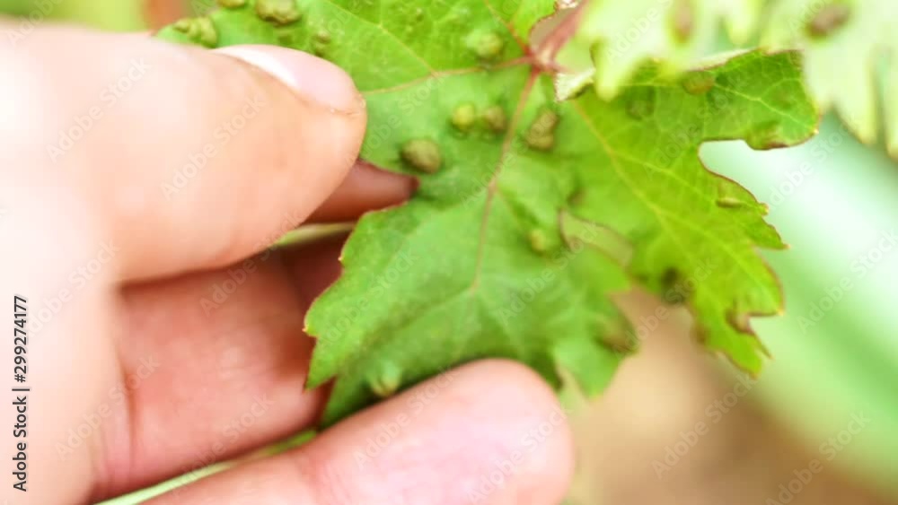 diseases of grape leaves close up selective focus diseases of grape leaves close up selective focus