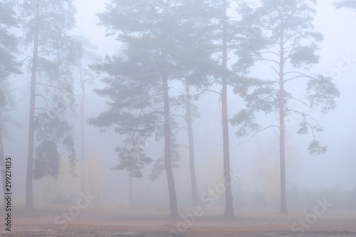 Autumn foggy forest. Tree in fog