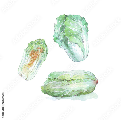 chinese cabbage isolated on white