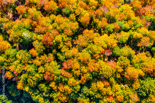 Herbst Wald Laub