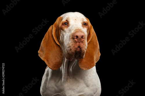 Fotografie, Tablou Portrait of Bracco Italiano Pointer Dog with Funny Ears on Isolated Black Backgr