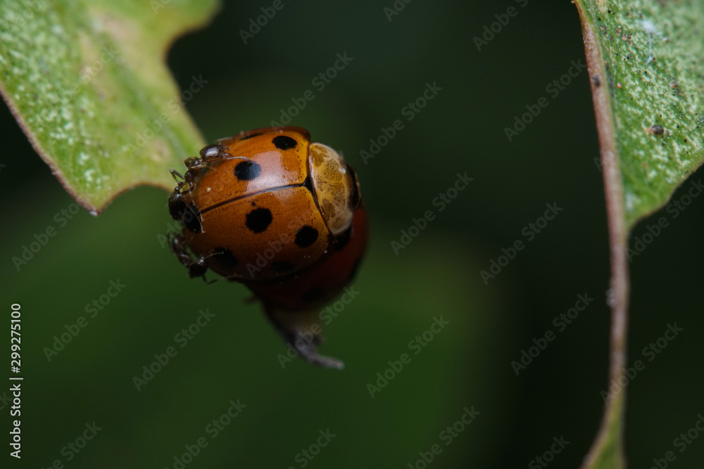 Naklejka premium Macro photo of Ladybugs in the green leaf. Macro bugs and insects world. Nature in spring concept.