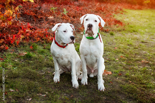 Two dogo argentino sitting on grass in autumn park near red leaves. Canine background © KsPhoto