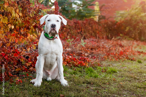 Dogo argentino sitting on grass in autumn park near red leaves. Canine background