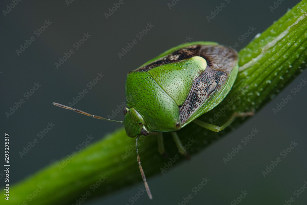 Macro photo of green beetle bugs holding onto a green grass. Macro bugs and insects world. Nature in spring concept.