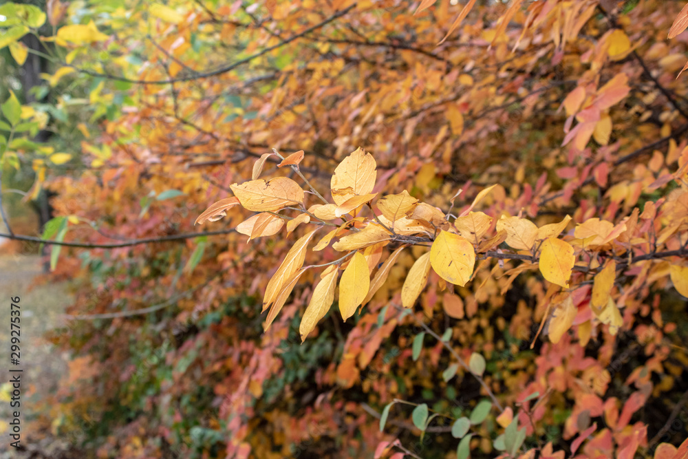 Autumn golden leaves of apple tree in the morning sun