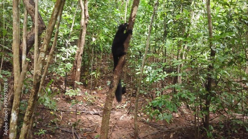 Endangered Black Lemur Licking a Tree for Millipedes  on Nosy Kombo Island photo