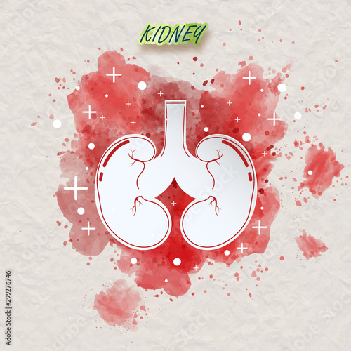 Human kidney water brush style. Water brush kidney on paper texture background vector for web design on white.Vector illustrator