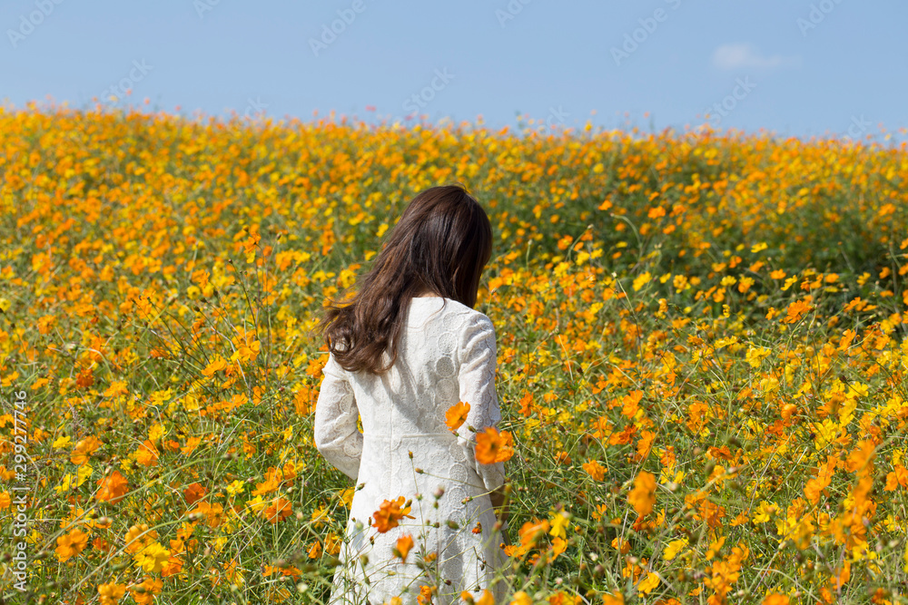 Sulfur cosmos (yellow cosmos) with a woman's back view Sulfur cosmos (yellow cosmos) with a woman's back view