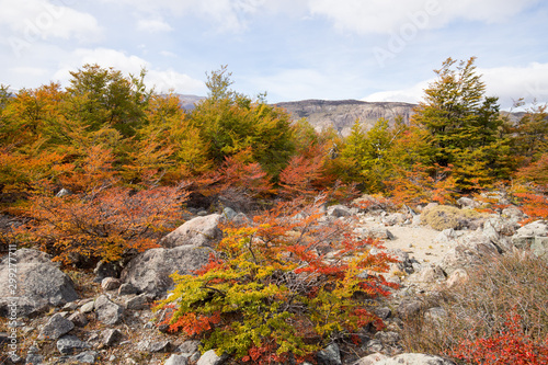 Autumn colors of vegetation around the Chorrillo del Salto waterfall, National Park de los Glaciares, Argentina