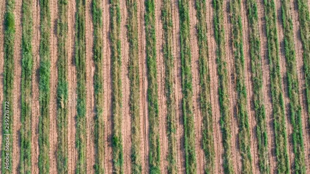 Aerial view of coffee seedlings being irrigated in the drip system Aerial view of coffee seedlings being irrigated in the drip system