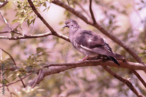 turtle dove on branch