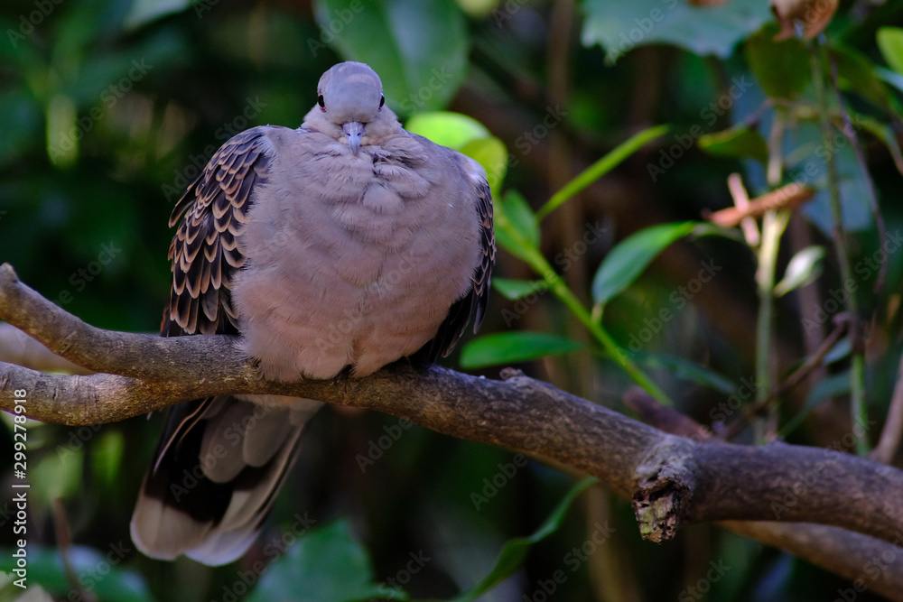 turtle dove on branch turtle dove on branch