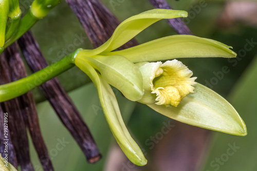 Fleur et gousses de vanilla planifolia  photo