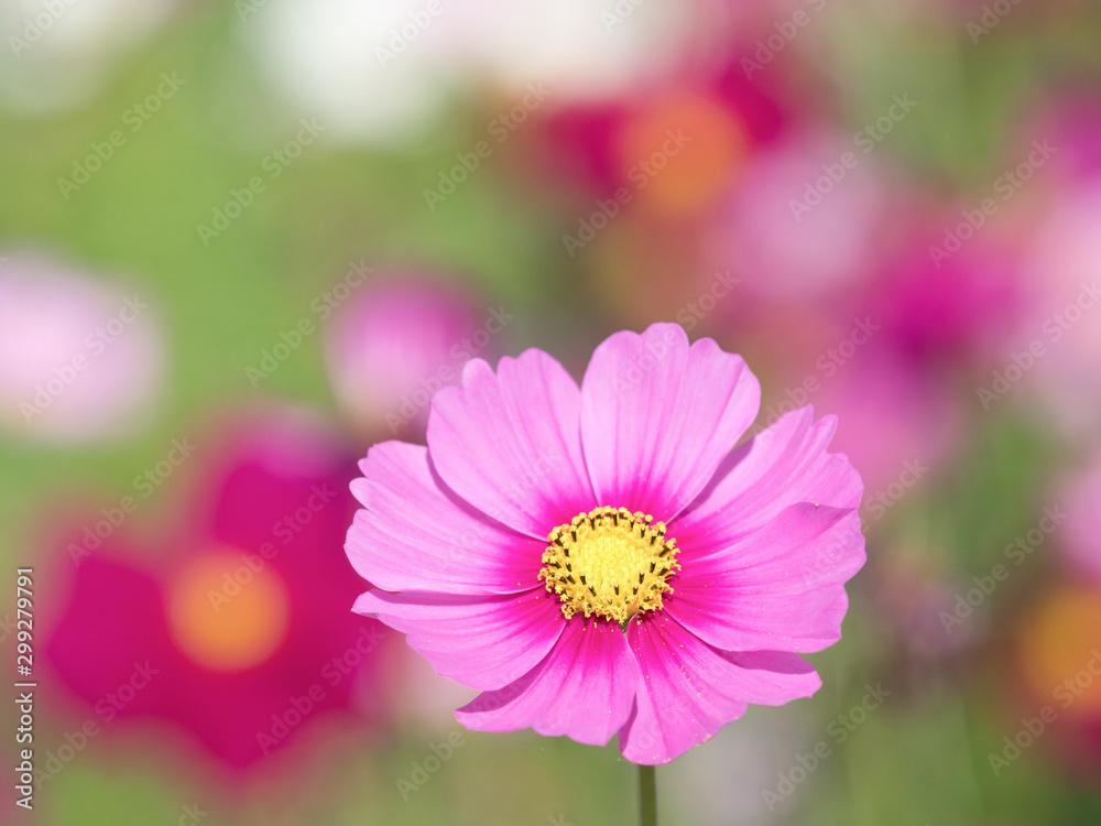 Fototapeta premium コスモスの花