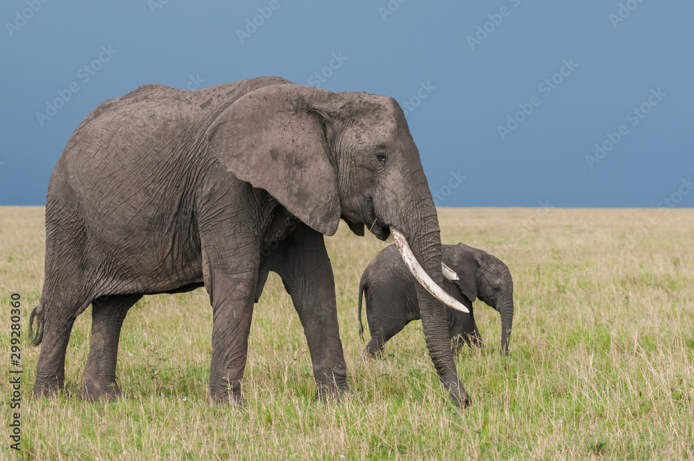 Walking Elephant and Calf