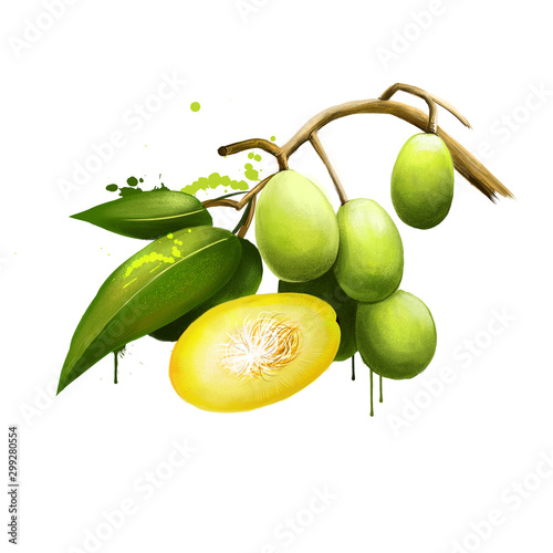 Spondias dulcis known commonly as ambarella. Equatorial or tropical tree, with fruit containing a fibrous pit. Kedondong, buah long long, pomme cythere, june plum, juplon, golden apple, golden plum. photo