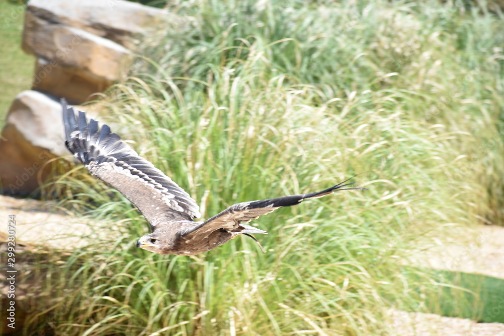 Beauval Beauval