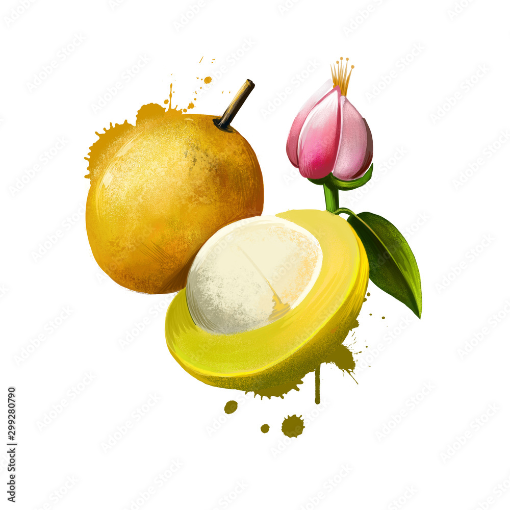 Amazonic traditional fruit bacuri. Platonia insignis, the sole species