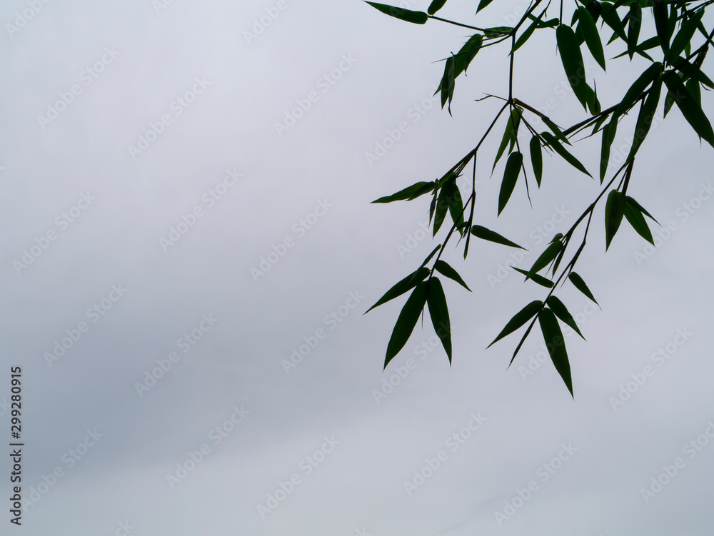 Obraz premium Silhouette bamboo leaves with gray background.