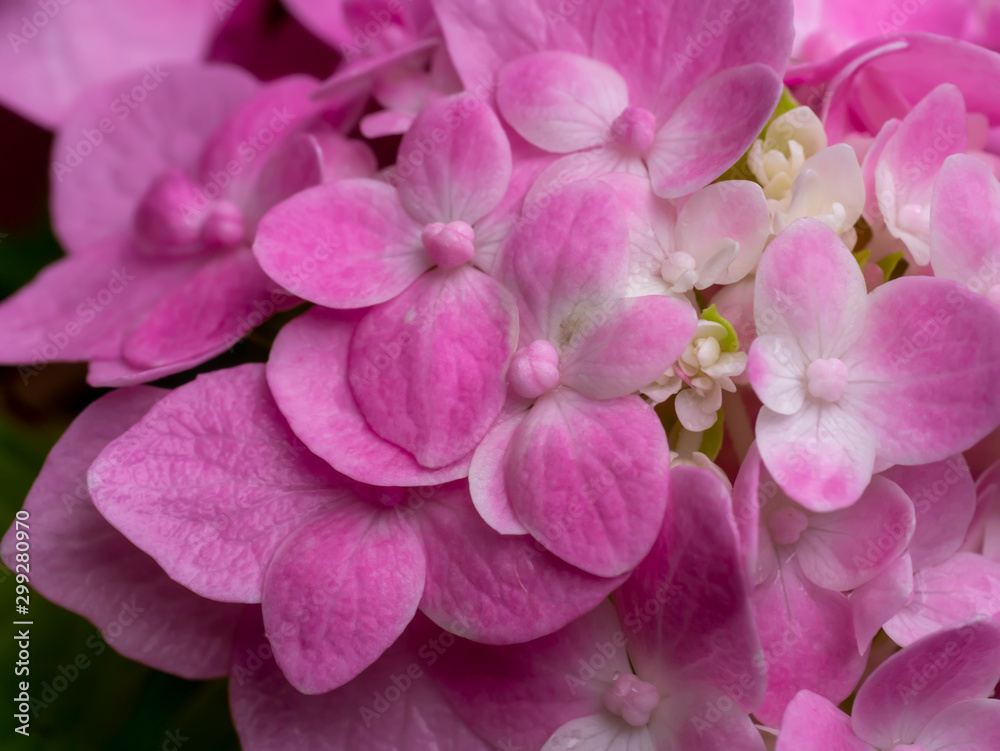 Macro image, Close up pink Hydrangea flower.