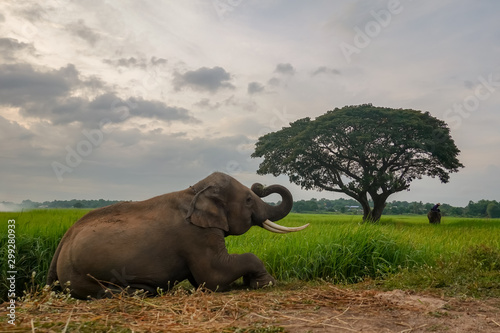 elephant and calf