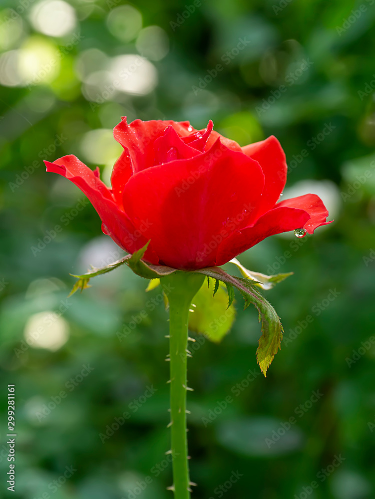 Obraz premium Close up red of Floribunda rose flower.