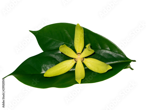 fragrant flowers of climbing ylang-ylang