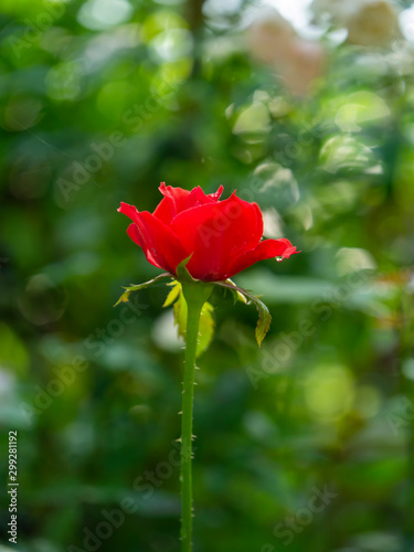 Close up red of Floribunda rose flower.