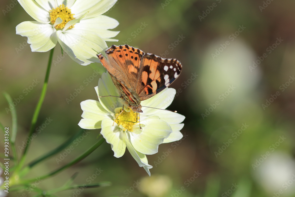 Obraz premium ヒメアカタテハ