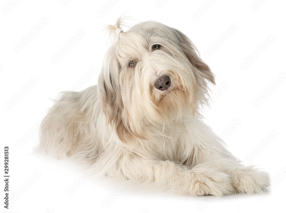 bearded collie in studio