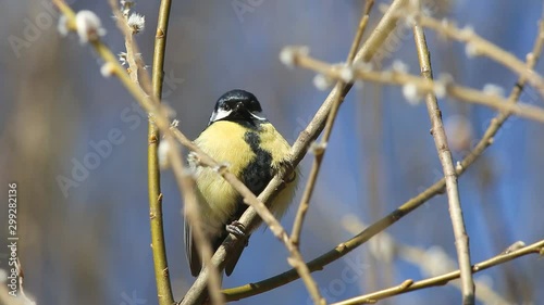 Bird Great Tit (Parus major) sits on a branch in the rays of the spring sun in early spring and birds sing around