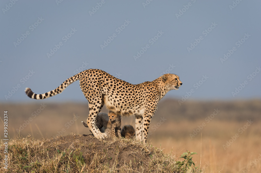Naklejka premium Cheetah and cubs