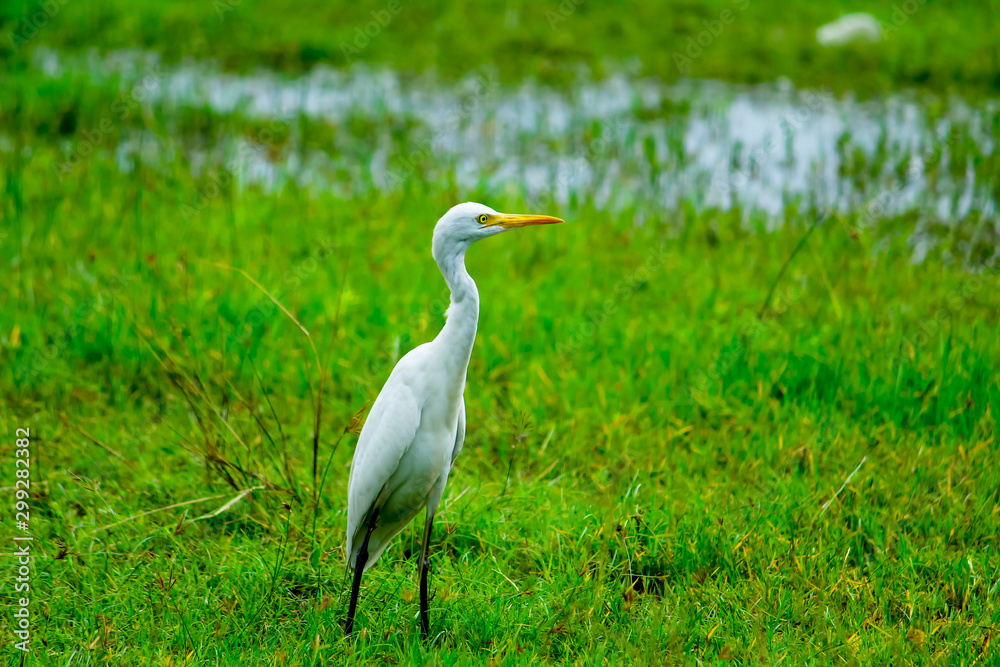 great blue heron great blue heron