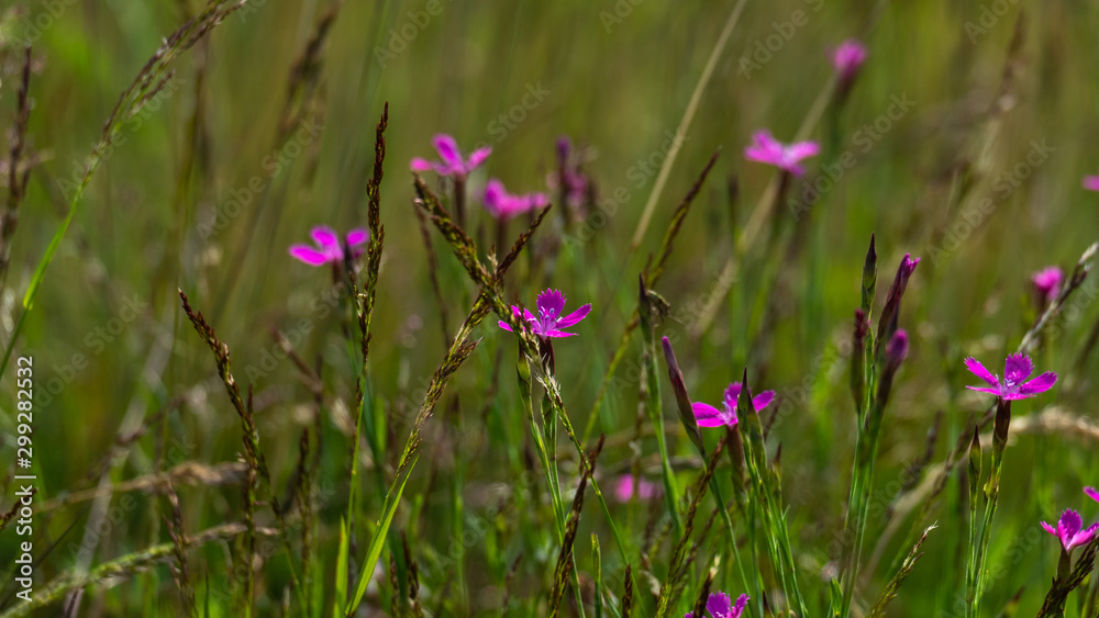 Wildflowers. Summer. Nature. Wildflowers. Summer. Nature.
