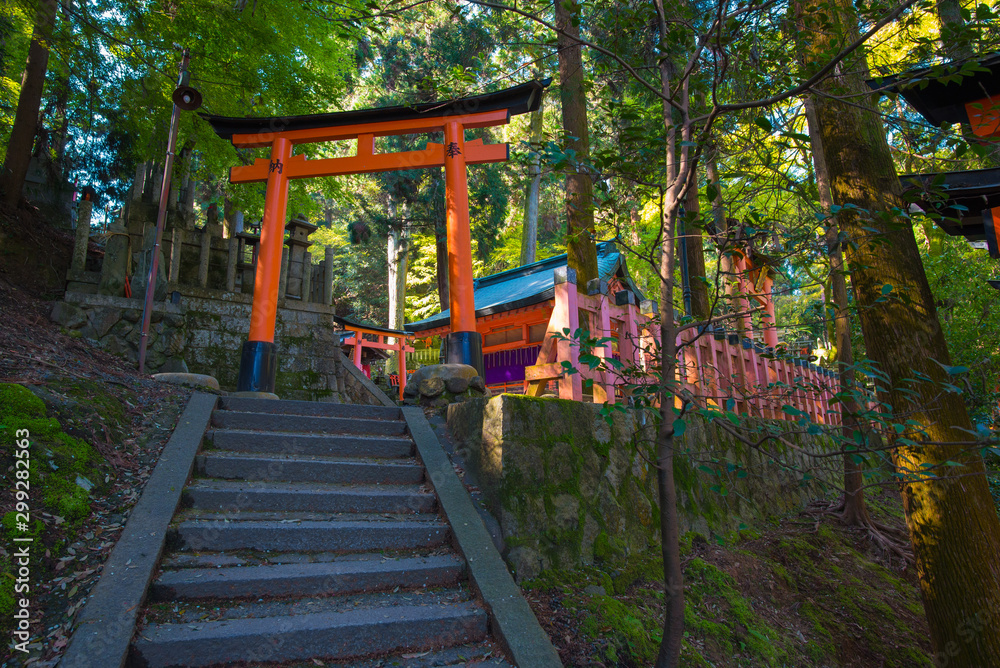 Fototapeta premium Torii gates in Fushimi Inari Shrine, Kyoto, Japan 