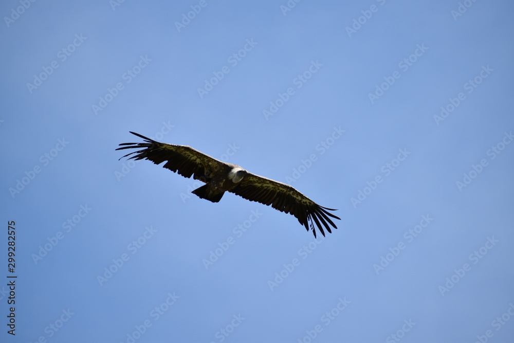 Obraz premium Beauval