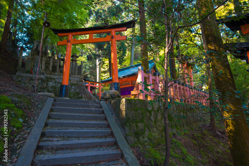 Torii gates in Fushimi Inari Shrine  Kyoto  Japan 