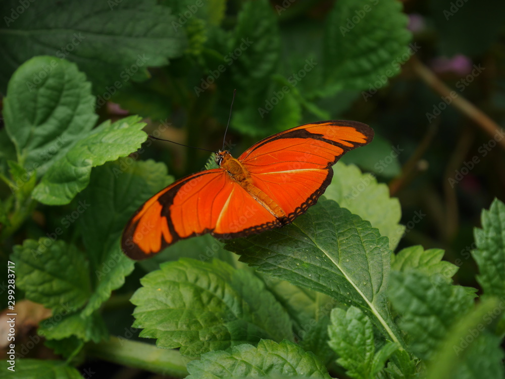 papillon orange posé sur une feuille verte papillon orange posé sur une feuille verte