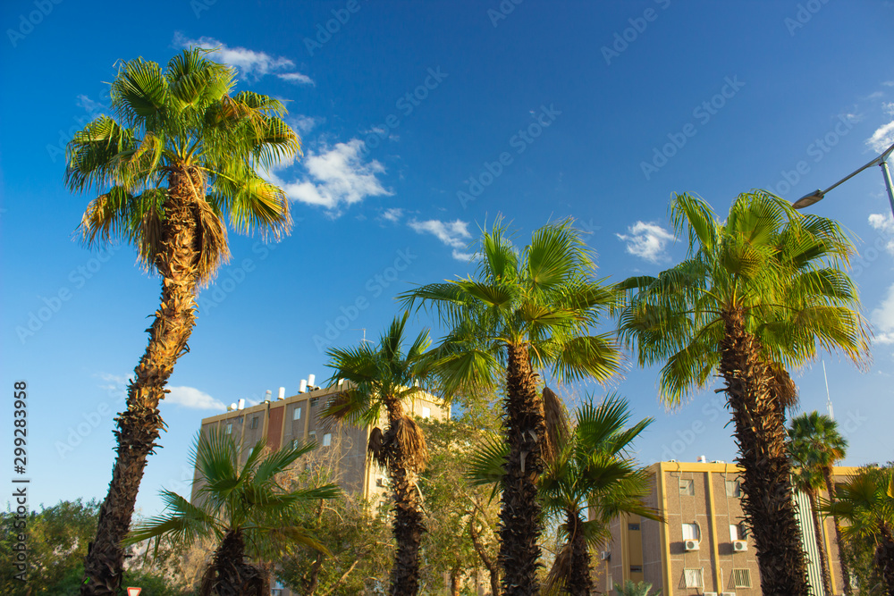 Fototapeta premium south city street USA urban view palm trees and ordinary living buildings on blue sky background in sunny summer season bright day time