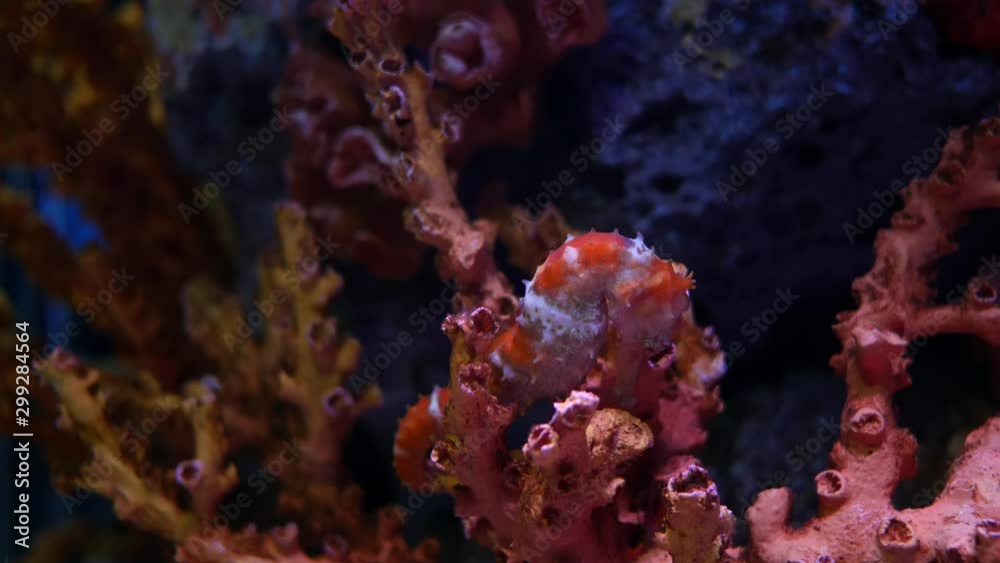 Seahorse in the aquarium, Fish tank decoration. Seahorse in the aquarium, Fish tank decoration.