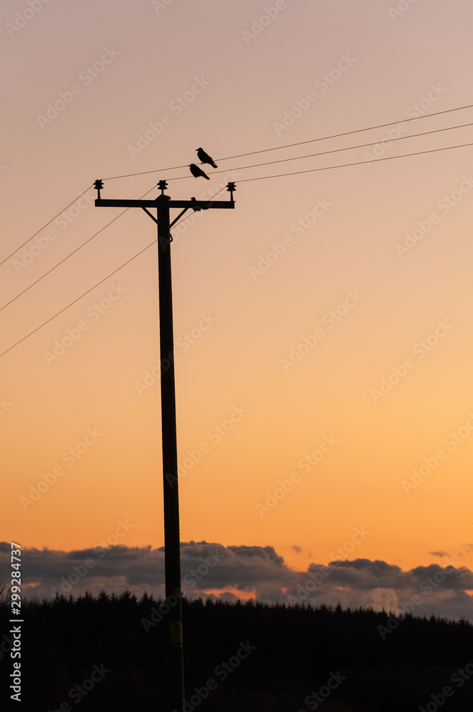 Birds on Wires at Sunset