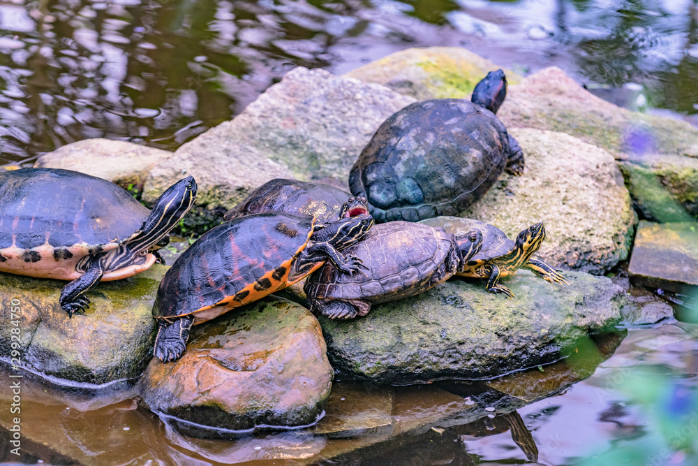 Die kämpfenden Schildkröten von Hamburg Die kämpfenden Schildkröten von Hamburg