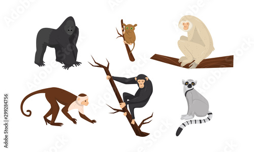 Different Species of Monkeys Sitting on Tree Branches Vector Set