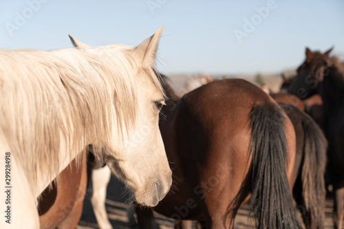 Herd of wild horses. Very curious and friendly. wild horse portrait